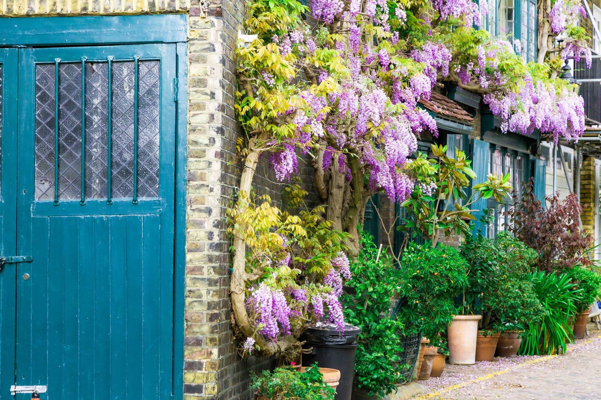 Mews house covered in wisteria on cobbled London residential street